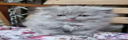 British Shorthair cats for sale: REDUCED PRICE available BSH kittens!!! - Advert 12