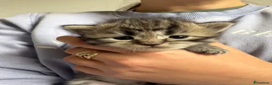 Siberian Kitten 1