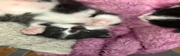 Mixed Breed cats for sale: Mixed Breed Kittens  - Advert 2