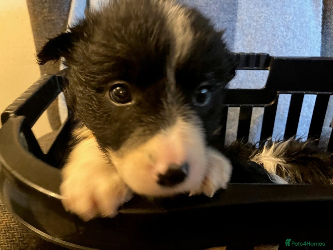 Border Collie dogs for sale: Border Collie Puppies  - Advert 15