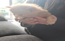 Mixed Breed cats for sale: 4 beautiful kittens ready - Image 3