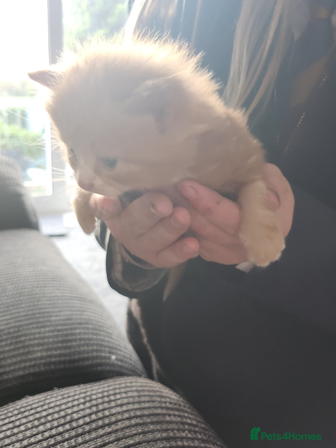 Mixed Breed cats for sale: 4 beautiful kittens ready - Image 3