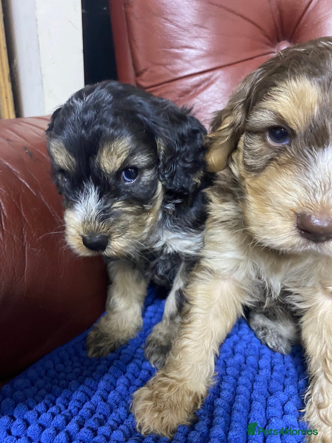 Cockapoo dogs for sale: F1 Gen Cockapoo Puppies - Image 15