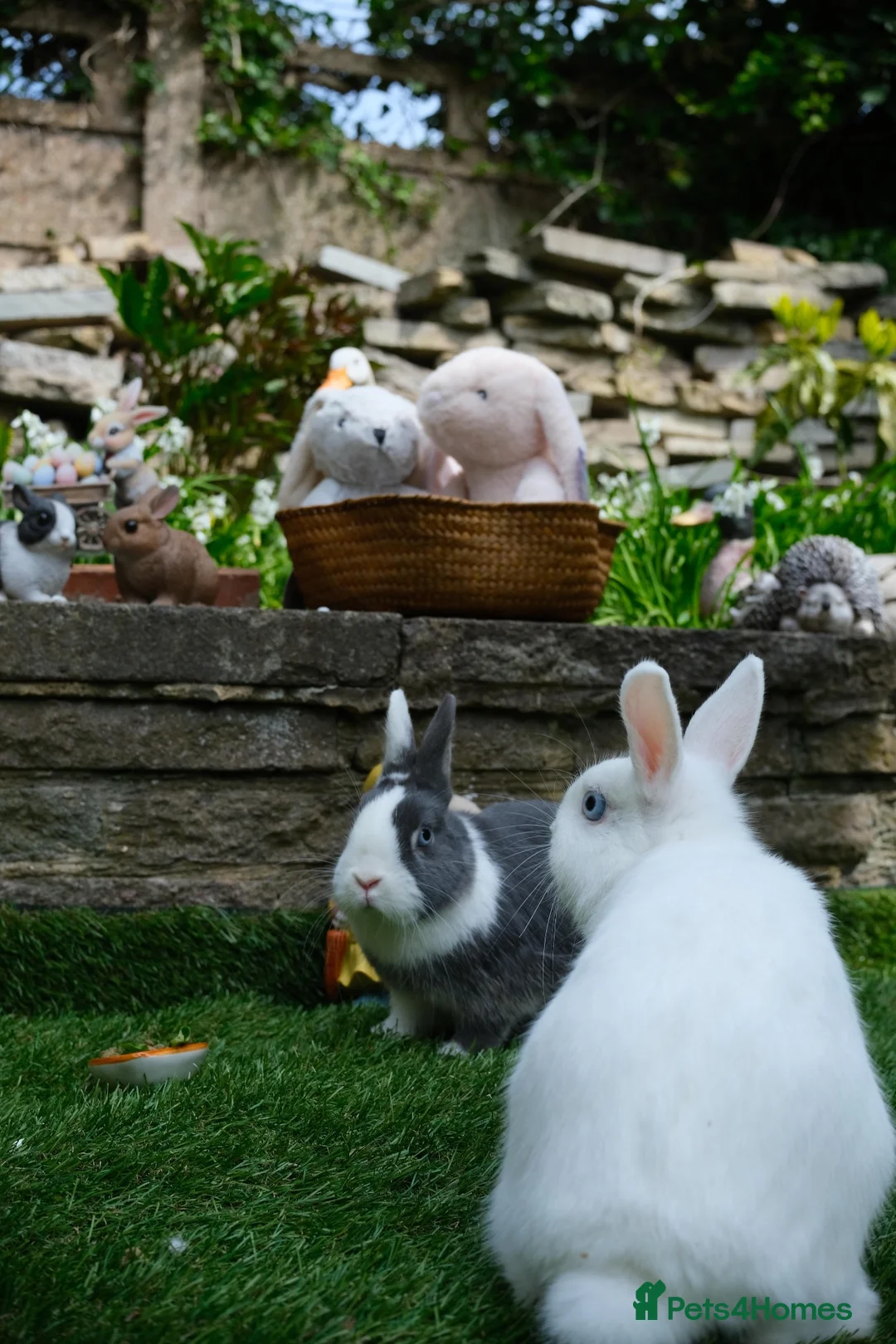 Netherland Dwarf rabbits for sale: Friendly Netherland Dwarf Rabbits with Large Hutch - Advert 1