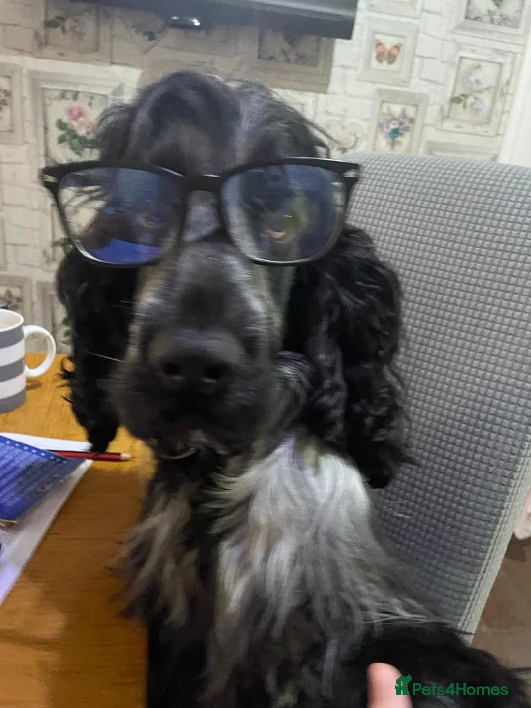 Cocker Spaniel dogs for stud: *FOR STUD ONLY* KC BLUE ROAN SHOW COCKER BOY in Wirral - Advert 5