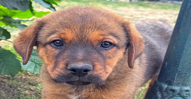 Mixed Breed dogs - Advert 14