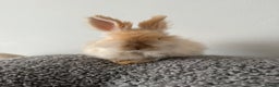 Angora rabbits for sale: English Angora Babies  - Advert 13