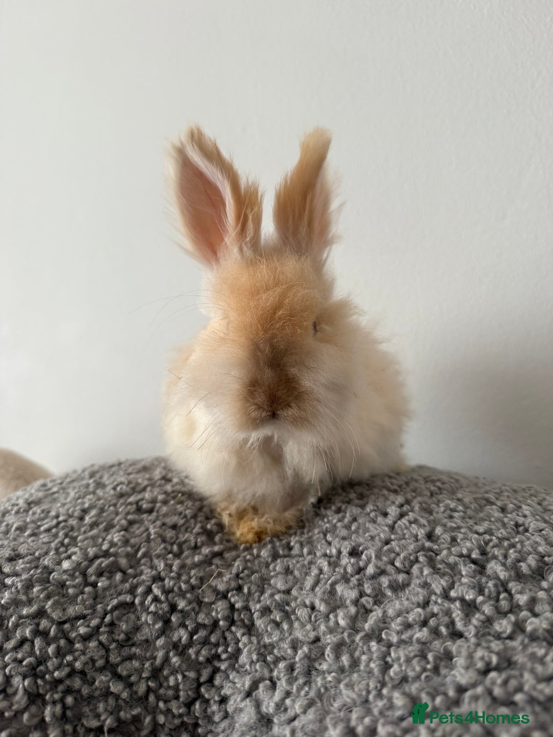 Angora rabbits for sale: English Angora Babies  - Advert 13