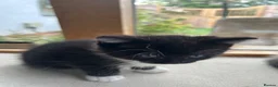 Mixed Breed cats for sale: Ragdoll/Persian - kittens  - Advert 3