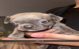 French Bulldog dogs for sale: French bulldog puppies  - Image 4