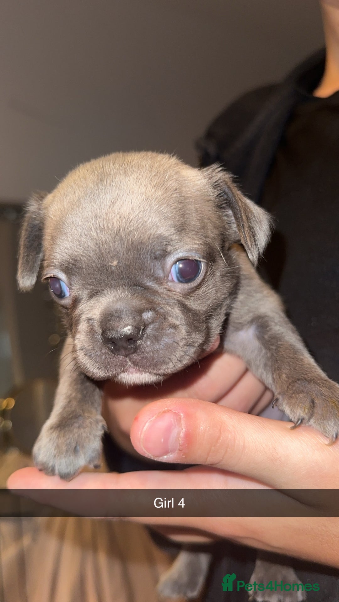 French Bulldog dogs for sale: French bulldog puppies  - Image 4