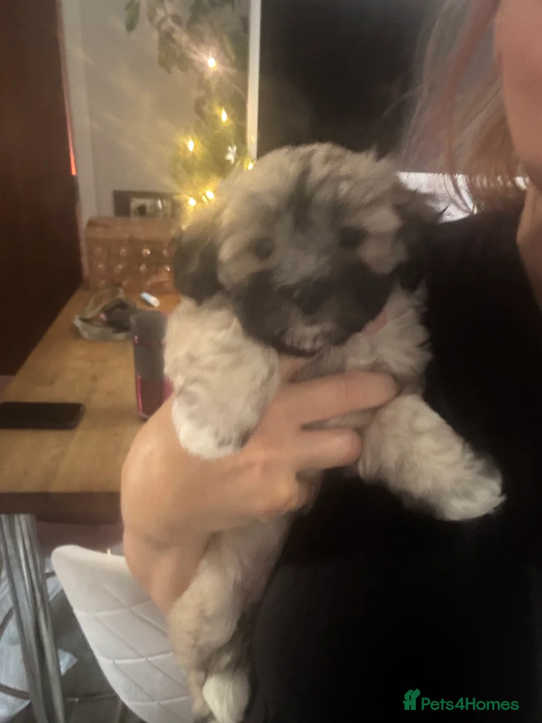 Maltipoo dogs for sale: Maltipoo - Advert 33