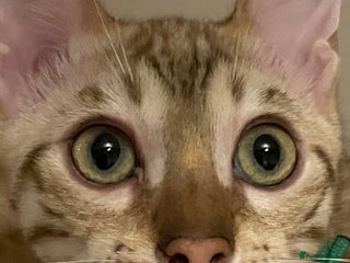 Bengal cats Beautiful Bengals able to leave. - Advert 7