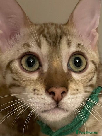 Bengal cats Beautiful Bengals able to leave. - Advert 7