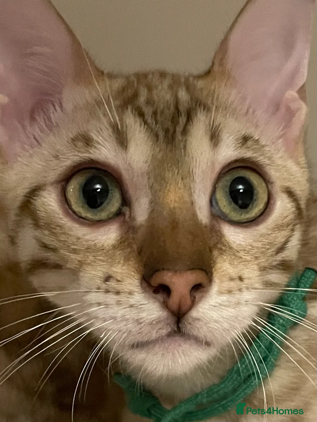 Bengal cats for sale:  Beautiful Bengals able to leave. - Advert 10