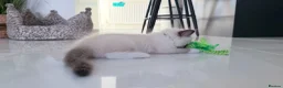 Ragdoll cats for sale: GCCF Ragdoll Sealpoint Mitted kitten - Advert 6