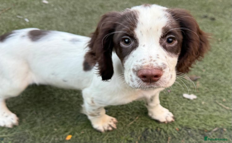 Cocker Spaniel dogs - Advert 1