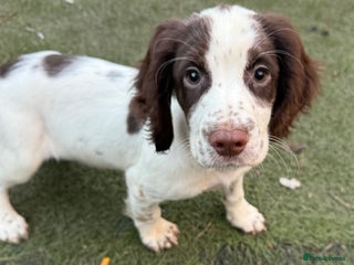 Cocker Spaniel dogs - Advert 20