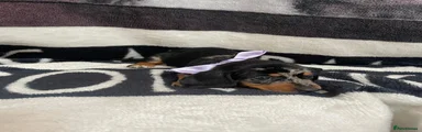 Dachshund 3