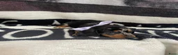 Dachshund dogs for sale: Wire hair dachshund in Walsall - Advert 11