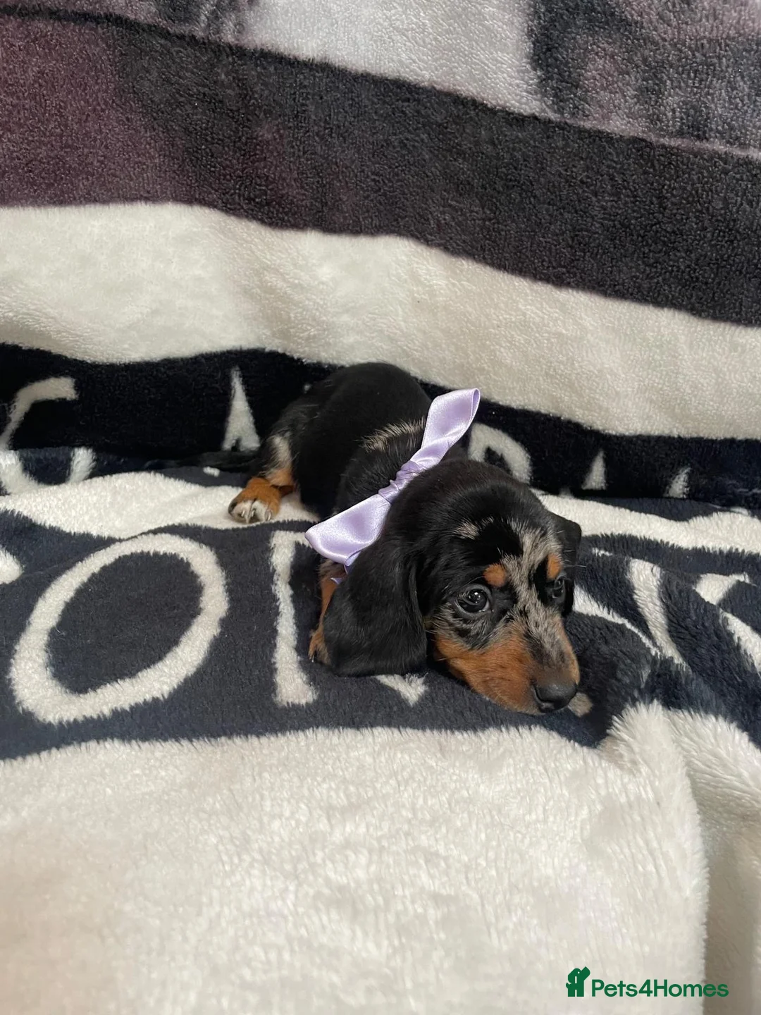 Dachshund dogs for sale: Wire hair dachshund in Walsall - Advert 11