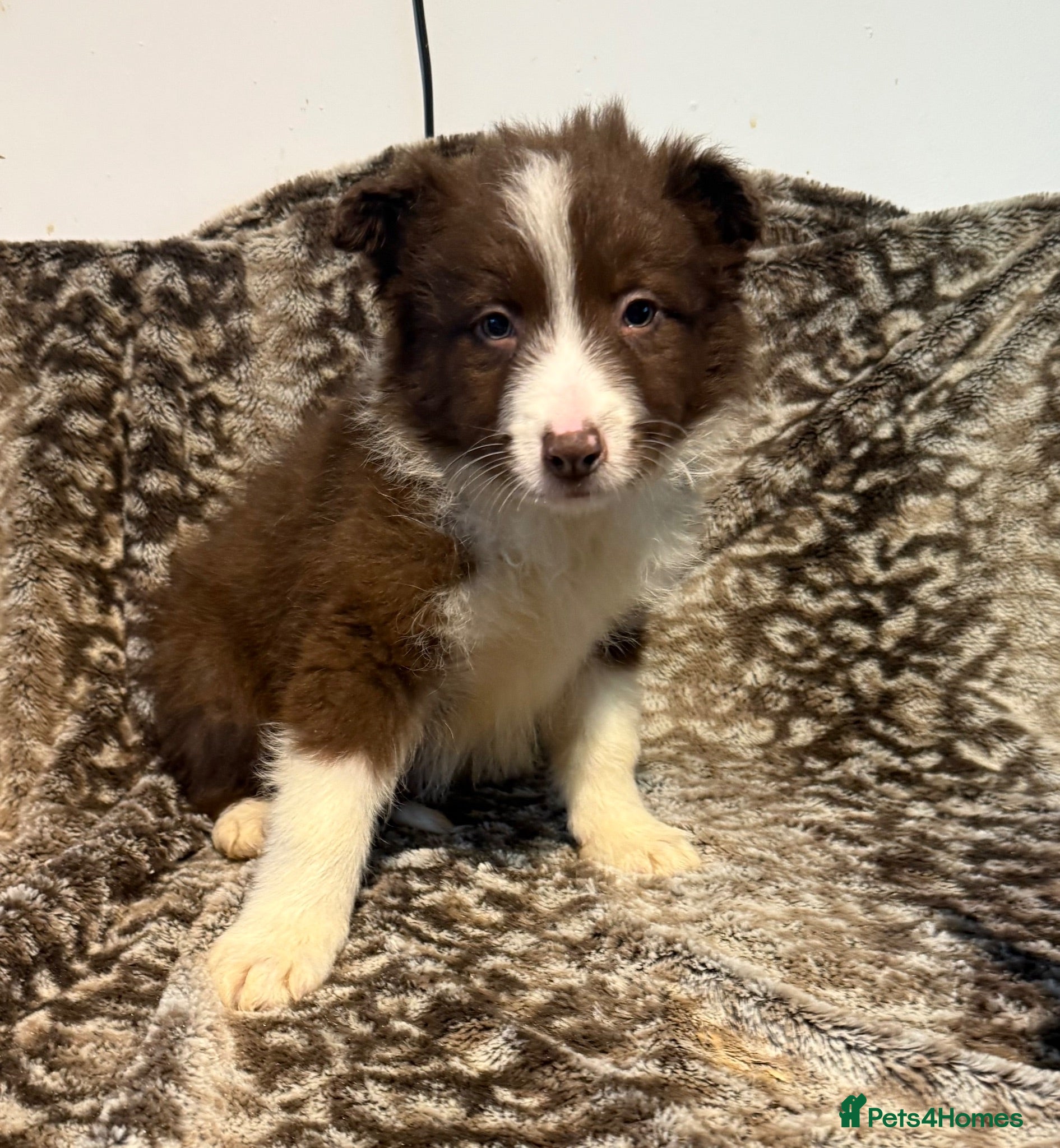Border Collie dogs Stunning blue & white / black & white pups - Advert 1