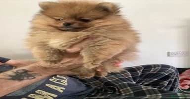 Pomeranian dogs - Advert 3