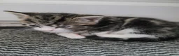 Mixed Breed cats for sale: 4 adorable kittens looking for a home. - Advert 5