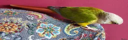 Conures birds for sale: Male Conure  in Norwich - Advert 4