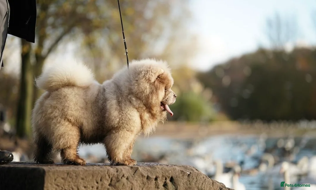 Chow Chow dogs for stud: lilac Merle mini Chow Chow in Manchester - Advert 5