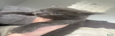 Ragdoll Kitten 3