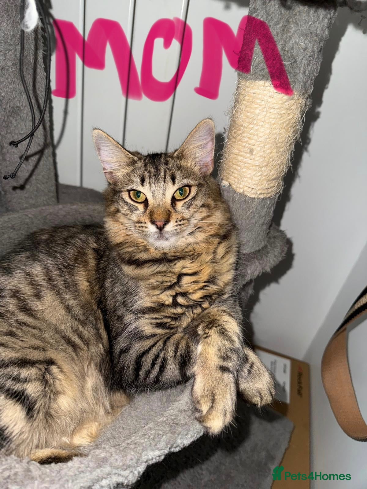 Mixed Breed cats British MIx Kittens 2 Boys 4 Girls - Advert 3
