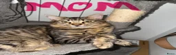 Mixed Breed cats for sale: British Mix Kittens 2 Boys 4 Girls - Advert 7