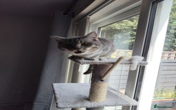 British Shorthair cats for sale: British Shorthair x Ragdoll Cat for Rehoming  - Image 13