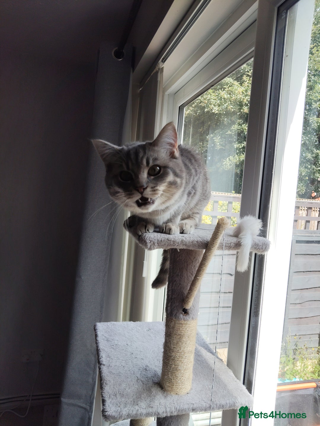 British Shorthair cats for sale: British Shorthair x Ragdoll Cat for Rehoming  - Image 13