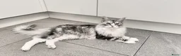 Maine Coon cats for sale: Beautiful chunky Maine Coon for sale  in Ballyclare - Advert 2