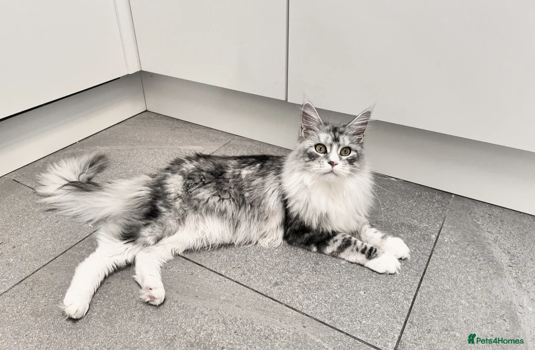 Maine Coon cats for sale: Beautiful chunky Maine Coon for sale  in Ballyclare - Advert 2