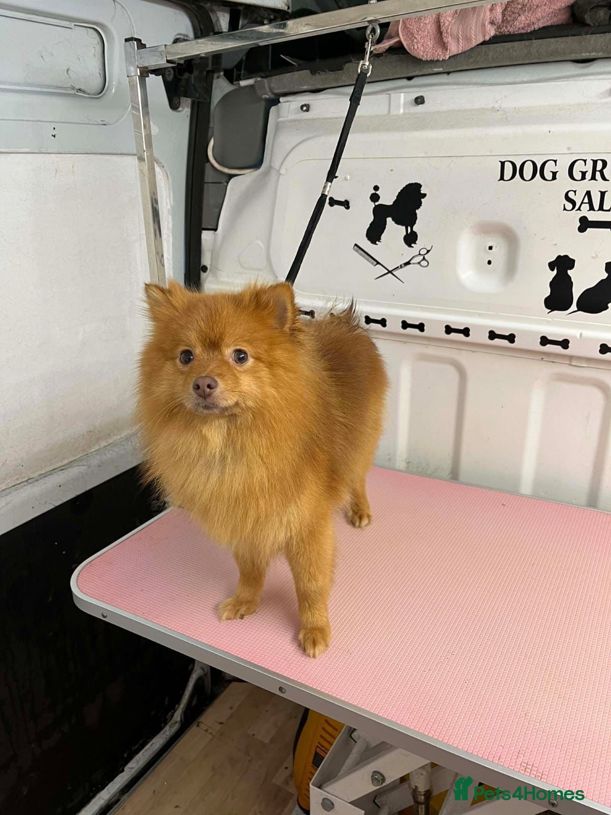 Pomeranian dogs Pomeranian (Girl) in High Wycombe - Advert 4