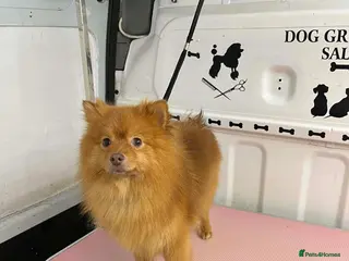 Pomeranian dogs Pomeranian (Girl) in High Wycombe - Advert 4