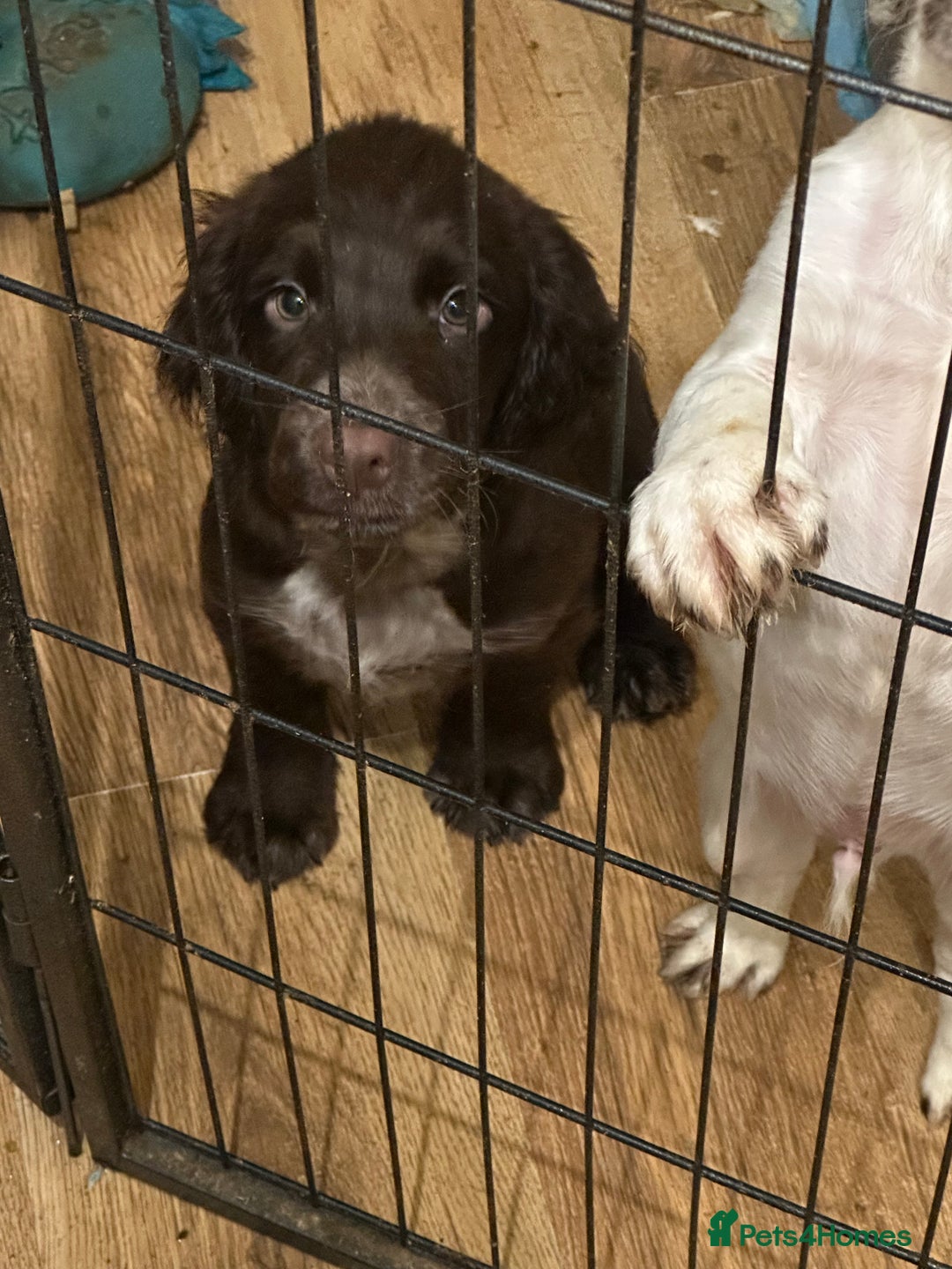 Sprocker dogs for sale: Sprocker puppies  - Image 3