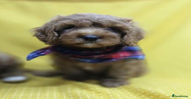 Cavapoo dogs - Advert 1