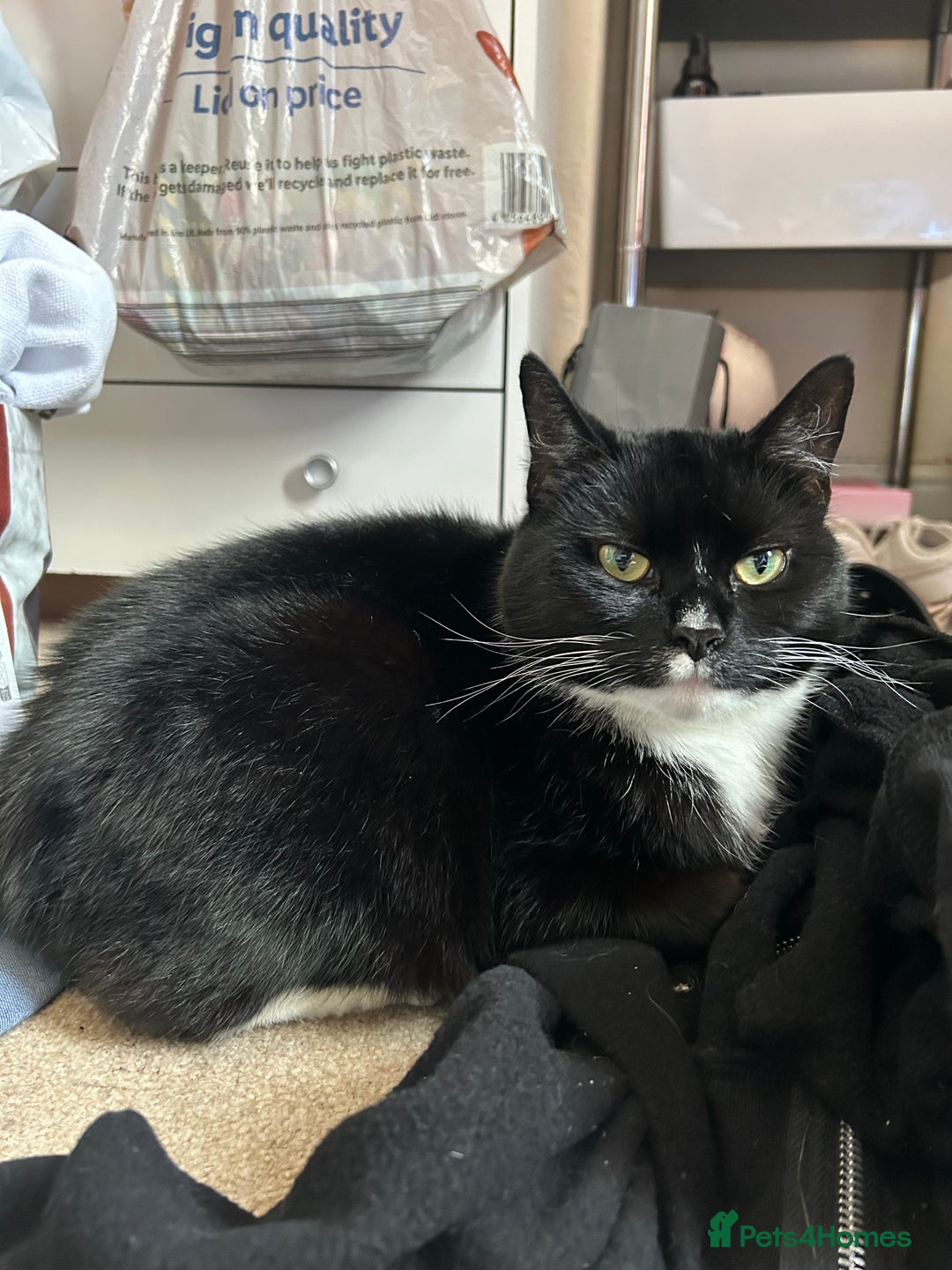 Mixed Breed cats for sale: Female cat for adoption  - Image 2