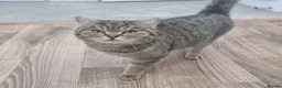 British Shorthair cats for sale: Golden Ticked Tabby GCCF British Shorthair - Advert 10