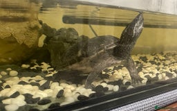 Terrapin reptiles for sale: Musk female turtle  - Image 3