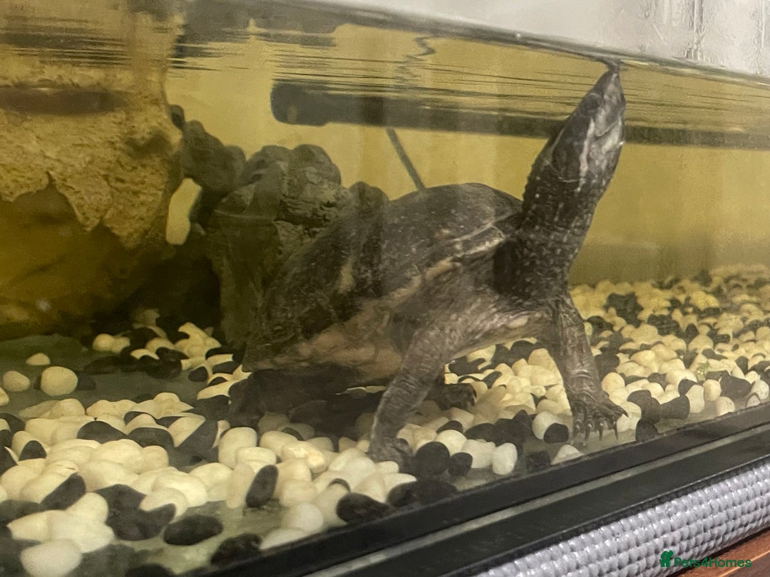 Terrapin reptiles for sale: Musk female turtle  - Image 3