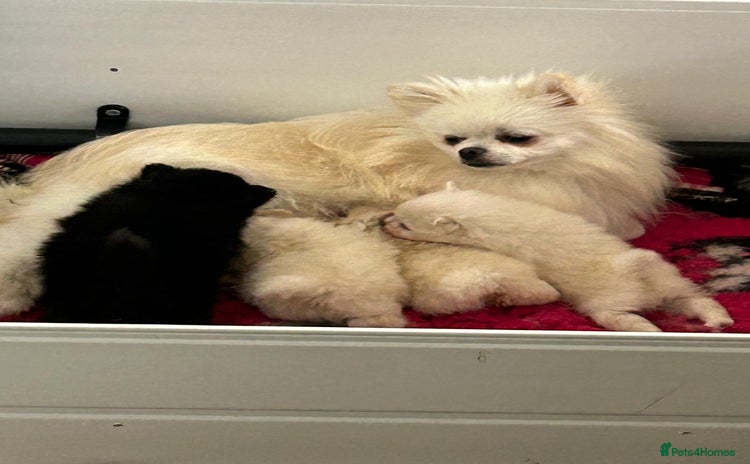 Pomeranian dogs - Advert 1