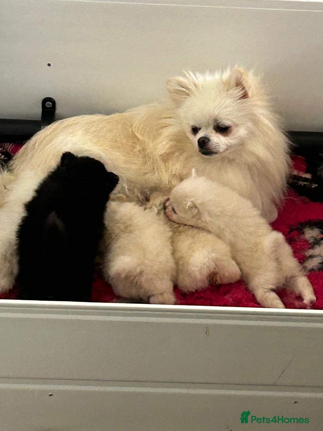 Pomeranian dogs for sale: 5 gorgeous fluff balls! Tiny Pomeranians  - Image 1