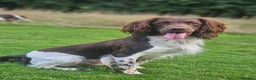 English Springer Spaniel dogs for stud: English Springer Spaniel Stud in Derby - Advert 13