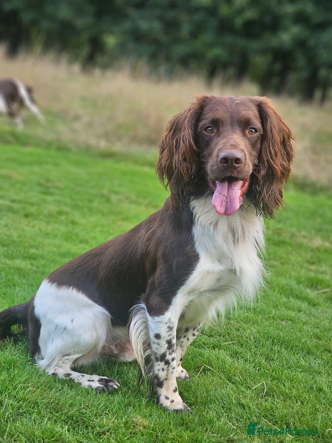 English Springer Spaniel dogs for stud: English Springer Spaniel Stud in Derby - Advert 13