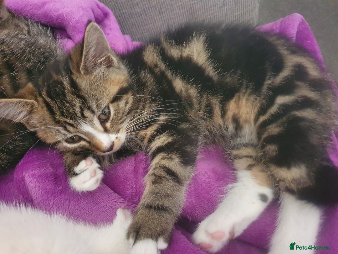 Mixed Breed cats for sale: The three musketeers are looking for new homes - Image 18